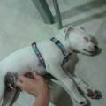 https://es.holidog.com/ImagesPetSitters/239A1764-2088-4498-AA48-A3780033D9A5_square_120.jpg Toda-la-atención-para-sus-mascotas!-162951-3