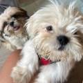 https://es.holidog.com/ImagesPetSitters/2463F479-E199-40C2-AC4F-0B63BD07B1F7_square_120.jpg 253315-1