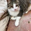 https://es.holidog.com/ImagesPetSitters/2468484C-ACA7-4FEE-8704-5B06E4C24393_square_120.jpg Didy's-cat-place-🐱❤️-254182-2