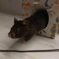 https://es.holidog.com/ImagesPetSitters/24D61079-8138-491A-829C-E9A23B3C7EA0_square_120.jpg Futura-veterinaria-de-confianza--240501-2