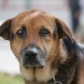 https://es.holidog.com/ImagesPetSitters/268D9404-D048-4132-811D-350D842F388B_square_120.jpg Angeles-De-Cuatro-Patas-95216-0