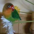 Happy-birds---Pajaritos-felices--55341-1