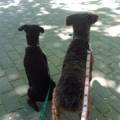 https://es.holidog.com/ImagesPetSitters/27596FD9-251F-4A22-BDFF-B1F256CF4010_square_120.jpg El-mejor-lugar-para-su-mascota.-55153-0