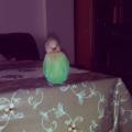 -amante-de-los-animales-30077-2
