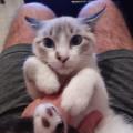 https://es.holidog.com/ImagesPetSitters/27801FEF-A337-448C-A7D0-5AFC66AA6788_square_120.jpg 4631-2