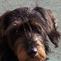https://es.holidog.com/ImagesPetSitters/27FCEFEA-0C97-495F-A80E-25598340951D_square_120.jpg El-paraiso-de-los-perros-14433-2