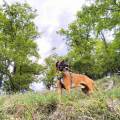 https://es.holidog.com/ImagesPetSitters/299CB2BD-371E-4FA3-97C3-E5A49ACA1890_square_120.jpg Bienestar-para-tus-animales-243347-3