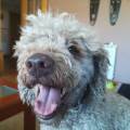 https://es.holidog.com/ImagesPetSitters/29A49526-6B58-48AB-B125-A8C63B3C20E3_square_120.jpg Como-en-casa!!-77545-1