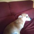 https://es.holidog.com/ImagesPetSitters/2A14CBBA-196F-4BFE-BB07-C2A00F00B455_square_120.jpg Hola-Perretes!--122507-1