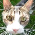 https://es.holidog.com/ImagesPetSitters/2BD75002-18E5-48EF-8876-9ADFE359DA85_square_120.jpg Se-ofrece-amante-de-los-animales-41581-2
