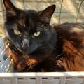 https://es.holidog.com/ImagesPetSitters/2F6C2CAD-4289-46E4-B704-71703359B038_square_120.jpg Didy's-cat-place-🐱❤️-254182-3