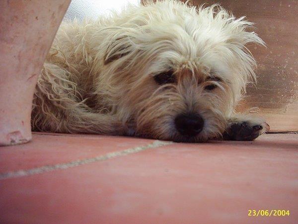 residencia-canina j clara b6c30a0c-4cf7-418f-9377-18d881aa2f87