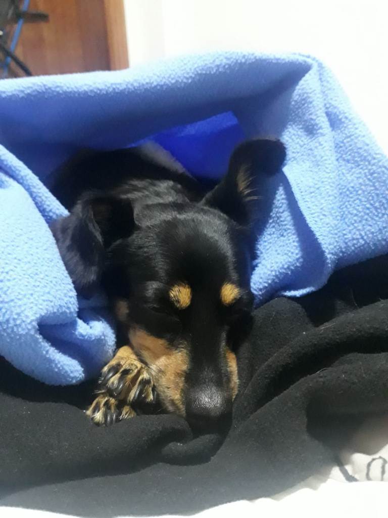 residencia-canina gr ruth cb622cbf-d67e-41c5-8f3c-0759ef576bfb