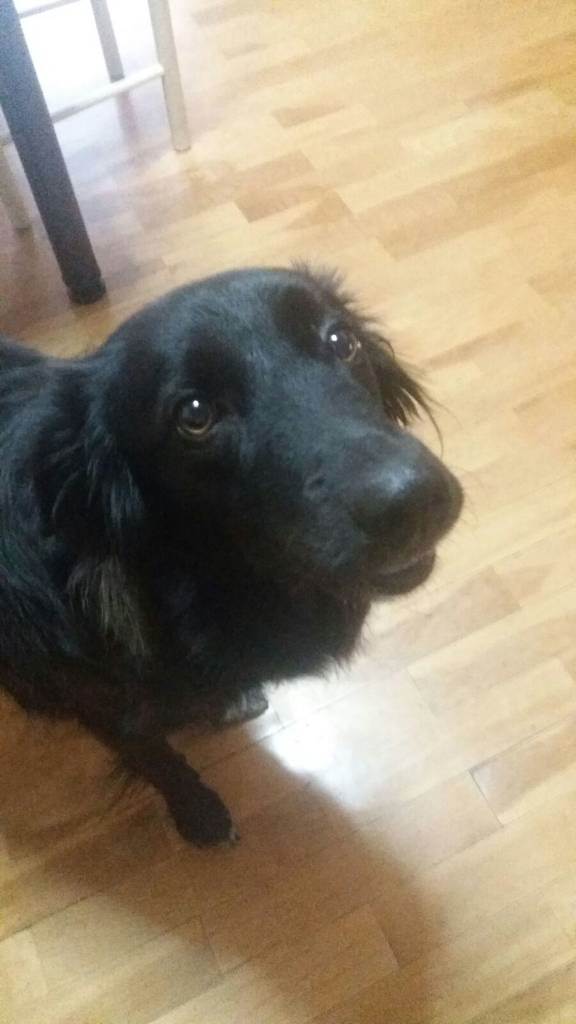 residencia-canina na maialen 526dfe7f-21da-4a59-bd1a-66a7985fbd57