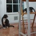 https://es.holidog.com/ImagesPetSitters/30F9EEB9-DB59-4FE3-9FD5-2C742894E741_square_120.jpg Empatía-animal-35273-1