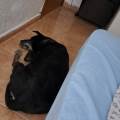 https://es.holidog.com/ImagesPetSitters/3196B02A-ED37-4D6C-87EF-D6F30556717A_square_120.jpg 247331-1