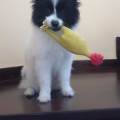 residencia-canina gc lara 5abed2d8-fbb5-4bfb-b988-d2d71e5d27c8