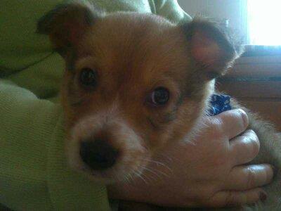 residencia-canina na maialen 83b4455f-2d7c-4c2c-aad1-e22fa3b875c5