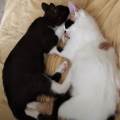 Alma-de-gato-y-corazón-de-perro-86819-1