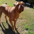 https://es.holidog.com/ImagesPetSitters/36C2454E-154F-4609-89D2-645D83152D27_square_120.jpg Ellos-/-Ellas-de-cuatro-patas-246655-3