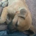 https://es.holidog.com/ImagesPetSitters/3777E503-699C-43D9-AC61-412E730D606A_square_120.jpg Amor-y-cuidado-para-tu-mascota-233652-3