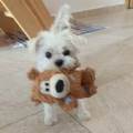 https://es.holidog.com/ImagesPetSitters/3806A4D1-5C2B-4A31-8C89-62A63C5039FA_square_120.jpg Tu-perro,-mi-perro-114116-0