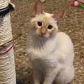 Cuidadora-de-mascotas-en-Valencia-266424-3