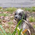 https://es.holidog.com/ImagesPetSitters/3940070C-7A99-4909-B2A7-121B871EB2FC_square_120.jpg TERAPIA-CON--ANIMALES-(Madrid)-89501-3