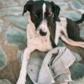 https://es.holidog.com/ImagesPetSitters/3A66E73A-90F6-434C-9C62-D26246A4F7F5_square_120.jpg 242497-1