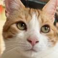 https://es.holidog.com/ImagesPetSitters/3AFC0EA7-0E24-4344-855F-7287D6155721_square_120.jpg Vivo-para-los-animales-235691-2