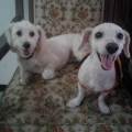 https://es.holidog.com/ImagesPetSitters/3BCE5B18-235C-4512-885B-BD0AE8AF8A43_square_120.jpg Mundo-perruno-113234-1