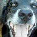 https://es.holidog.com/ImagesPetSitters/3C95F079-06EF-4B9C-8CEB-BADD059B2F2C_square_120.jpg Los-perros...mi-pasión-78446-0