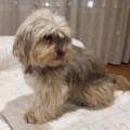 https://es.holidog.com/ImagesPetSitters/3D30B90E-0EDB-4EB7-AA04-08CF79950F2E_square_120.jpg Como-en-casa!!-77545-3
