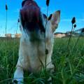 https://es.holidog.com/ImagesPetSitters/3D8D30D2-8E10-476A-9D41-73402177FAD1_square_120.jpg 41124-0