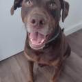 https://es.holidog.com/ImagesPetSitters/3DFF6DA4-666F-47C8-B53A-EDABFBB44939_square_120.jpg Mucho-amor-y-cariño--244095-2