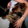 https://es.holidog.com/ImagesPetSitters/3EC3C009-8BD9-4249-B4CF-5EC3FF69AC30_square_120.jpg Un-mundo-mejor-para-ell@s-24275-1