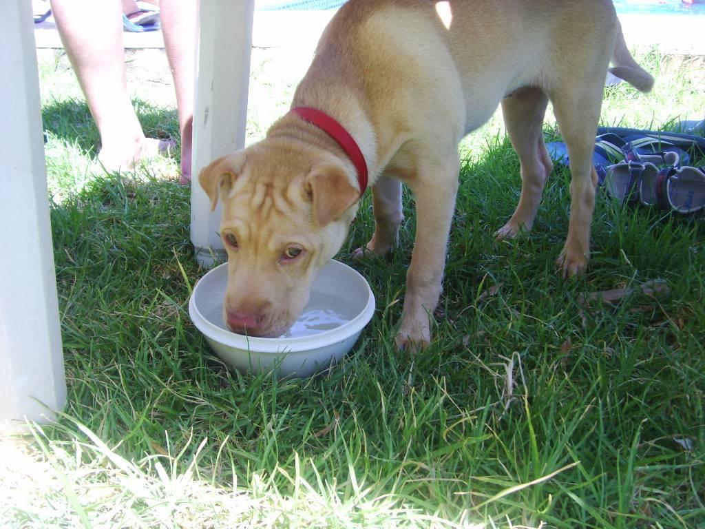 residencia-canina co paula 7c907d27-5c51-4cb2-871d-5342ea096756