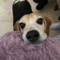 residencia-canina m ruth 30575b64-78f7-4c65-b0f4-87f933953007