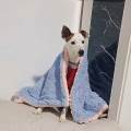 https://es.holidog.com/ImagesPetSitters/423CEAFB-D1F5-41F0-8C09-076ACFE7A89A_square_120.jpg Cuidando-con-amor-y-seguridad.-250638-1