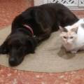 https://es.holidog.com/ImagesPetSitters/42AEEA1F-A87C-4A64-B5F9-CBD23CD58D8B_square_120.jpg La-felicidad-perruna-55748-1