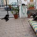 https://es.holidog.com/ImagesPetSitters/442A8A22-B040-47F3-94A8-DB15BFB89378_square_120.jpg ESTARAN-COMO-EN-CASA-231714-3