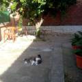 https://es.holidog.com/ImagesPetSitters/44AA16A7-5C92-4612-AA63-FF436FDC5EA2_square_120.jpg La-casa-de-los-achuchones-perrunos--37220-3