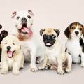 https://es.holidog.com/ImagesPetSitters/45B5DC28-6926-4EE3-A9EC-3ADB08DD53DB_square_120.jpg Me-gustan-mucho-las-mascotas.--143473-3
