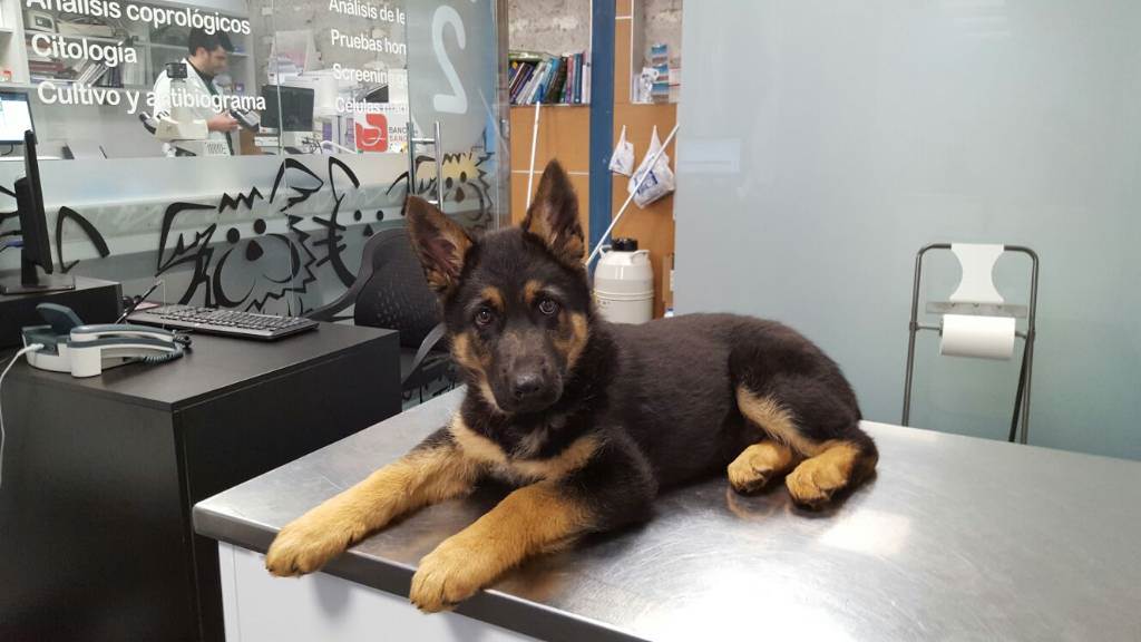 residencia-canina na maialen 5f233846-5cd4-4f8f-8584-f7dcd3e049c4