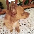 https://es.holidog.com/ImagesPetSitters/4751A6CB-A987-4A5F-9770-1F4A916D35F9_square_120.jpg La-casa-que-todo-perro-desea-91173-1