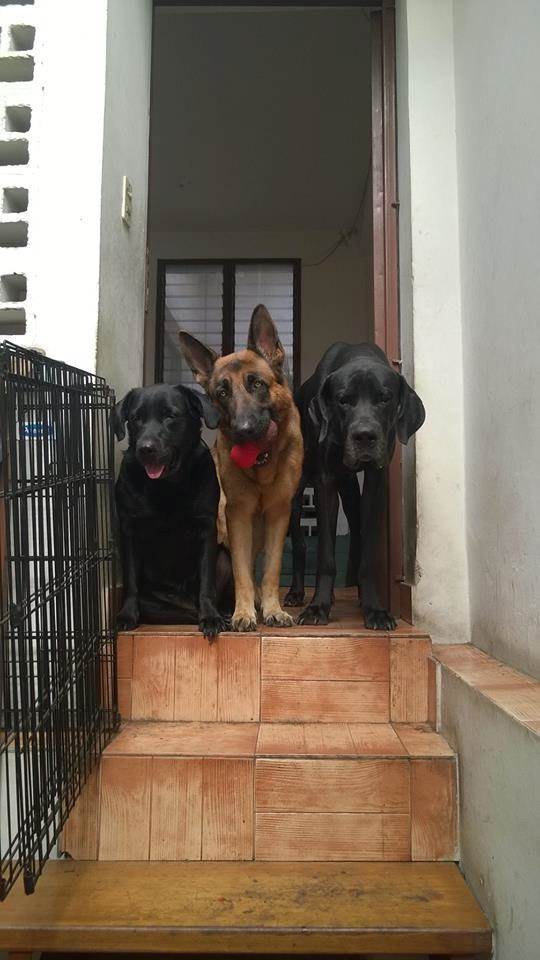 residencia-canina m rafael 6dab750c-4fbc-4449-949c-900a1856fcd9