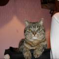 https://es.holidog.com/ImagesPetSitters/48FA0F01-1258-4ADA-A7CC-D660F88D3831_square_120.jpg Compañía-animal-:)-21780-2