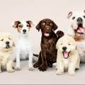 https://es.holidog.com/ImagesPetSitters/49BFF1C4-6D0C-48FA-81FE-C514EA82557F_square_120.jpg Me-gustan-mucho-las-mascotas.--143473-0