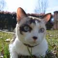 https://es.holidog.com/ImagesPetSitters/4B81064B-9C39-4EBF-BF84-01A16BF36AB5_square_120.jpg Se-ofrece-amante-de-los-animales-41581-1