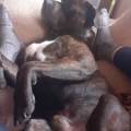 FAMILIA-AMANTES-DE-LOS-ANIMALES-266746-2
